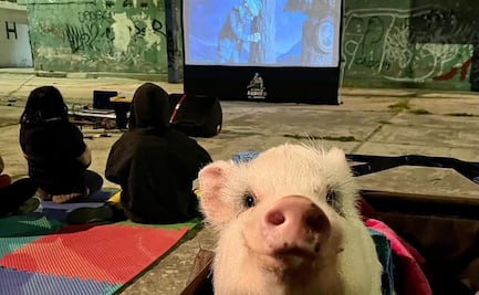 "Lupito el cerdito" es nombrado nuevo embajador de derechos humanos y medio ambiente de Puebla