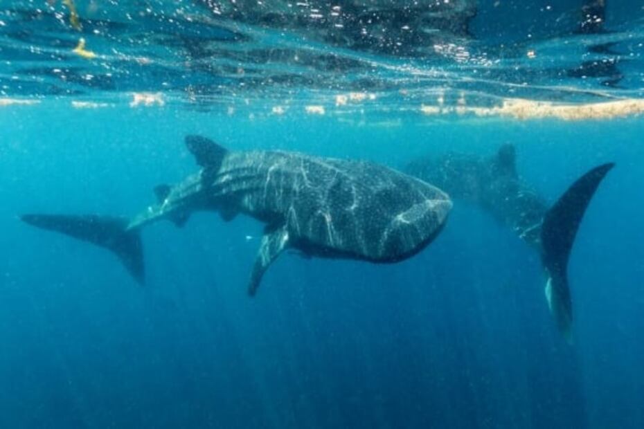 Los tiburones ballena de El Azul mexicano
