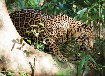 En México hay 4 mil 800 jaguares, la población aumento en los últimos años