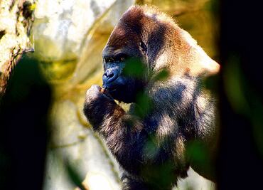 Analizan si es viable reconstruir cuerpo de Bantú