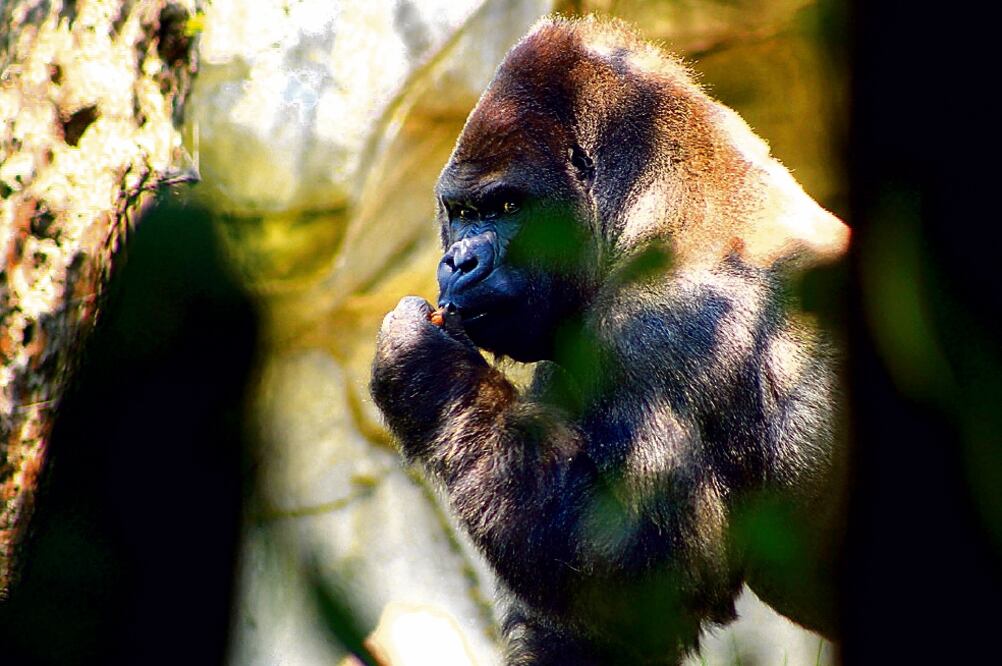 Autoridades capitalinas buscan que México tenga memoria de la especie a la que pertenecía 'Bantú'