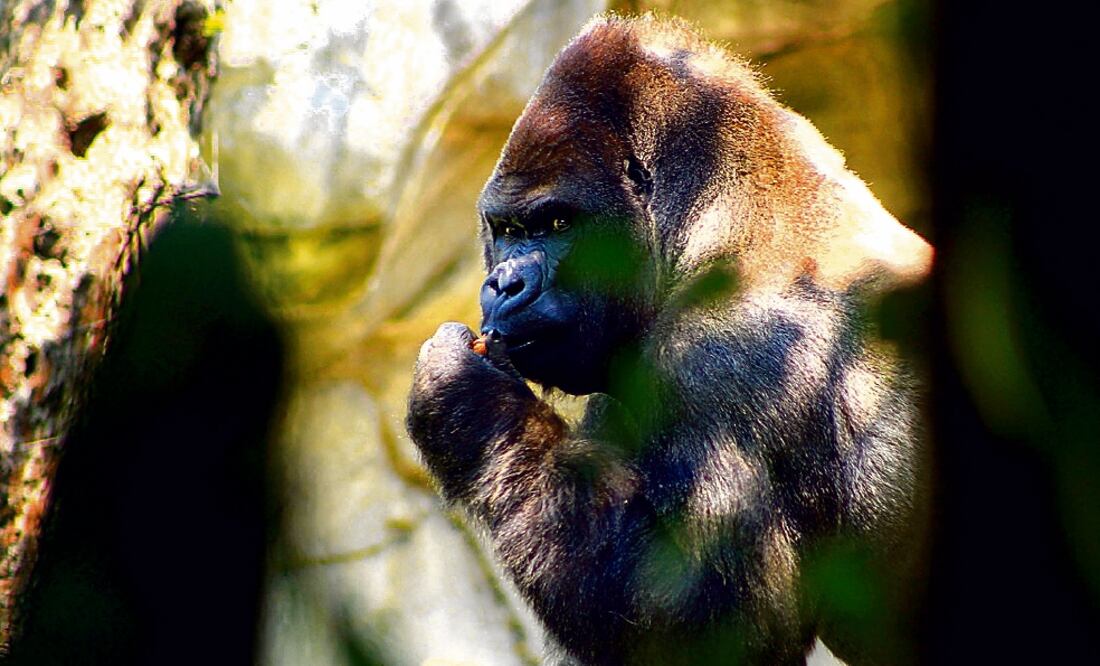 Autoridades capitalinas buscan que México tenga memoria de la especie a la que pertenecía 'Bantú'