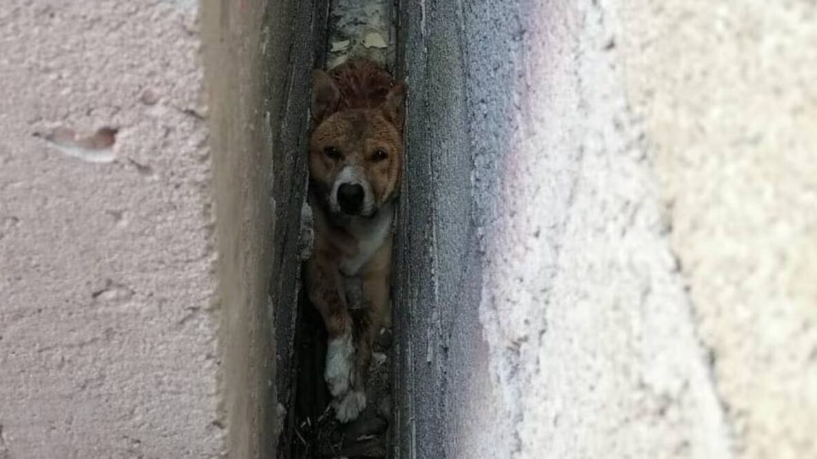 Los ladridos alertaron a su dueña; los bomberos fueron a rescatarlo. Foto: Especial