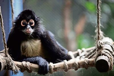 'Godofredo' tuvo que aprender a ser mono