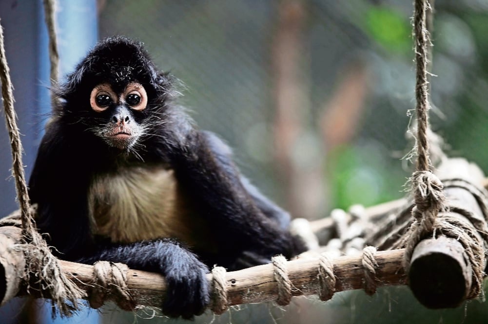 Los monos araña conforman grupos de 50 o más individuos en libertad (JUAN CARLOS REYES. EL UNIVERSAL)