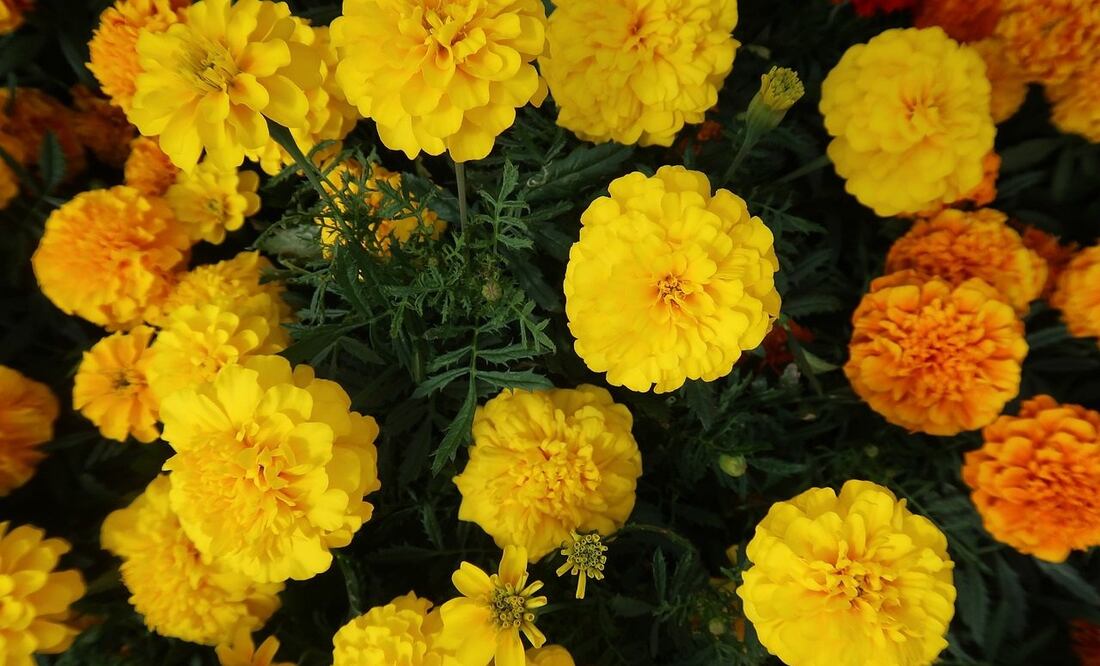 La flor de cempasúchil es una de las 347 especies endémicas del país / Foto: Pixabay