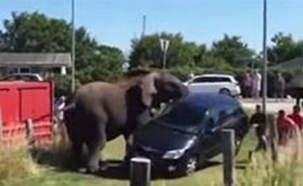 Elefante furioso destroza auto tras ser azotado por empleado de circo