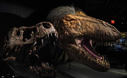El T-Rex también tenía un "estirón" en su adolescencia
