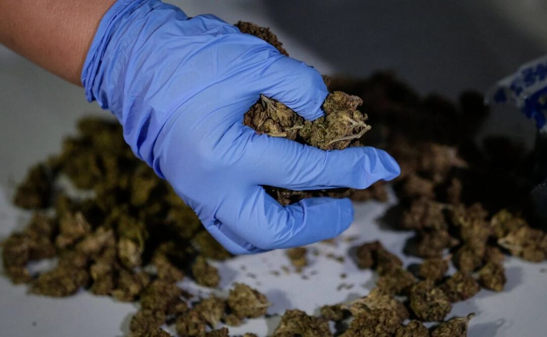 Se trató de 572 kilos de marihuana y 937 gramos de semillas de marihuana oculta dentro de una bolsa en la aduana del puerto de Veracruz. Foto: Archivo EL UNIVERSAL