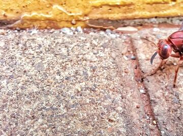 Avispón asesino asiático amenaza a Europa, y tiene presencia en EU