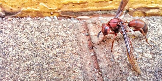 Avispón asesino asiático amenaza a Europa, y tiene presencia en EU