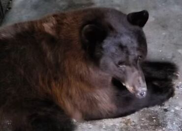 Regresa a su hábitat osa rescatada que estuvo atrapada más de 36 horas en un pino de Agua Prieta, Sonora