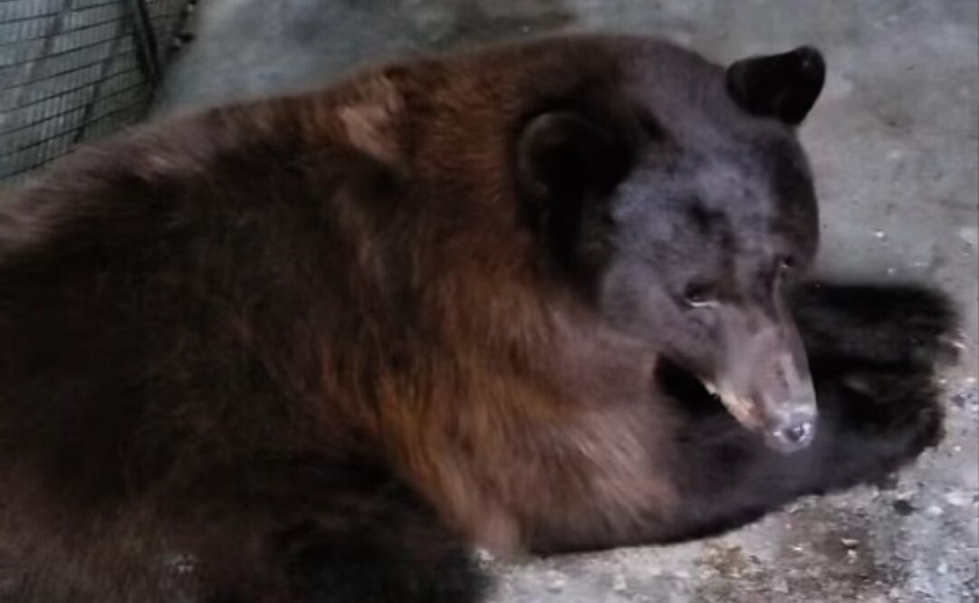 Regresa a su hábitat osa rescatada que estuvo atrapada más de 36 horas en un pino de Agua Prieta, Sonora (21/09/25). Foto: Especial