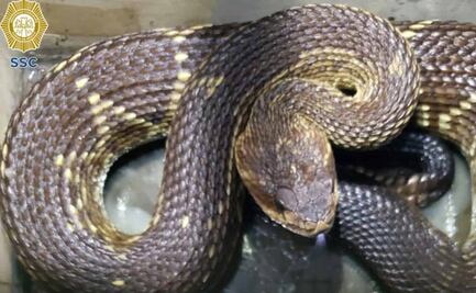 Hallan víbora de cascabel venenosa en domicilio de Iztacalco