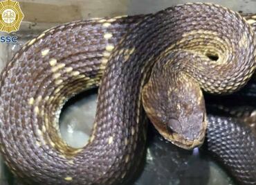 Hallan víbora de cascabel venenosa en domicilio de Iztacalco