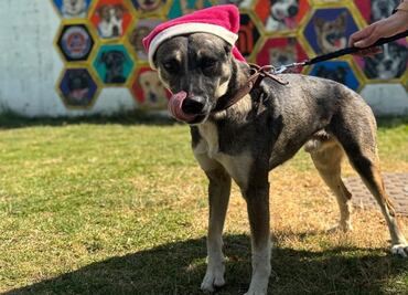Infractores de fotocívicas pueden cumplir con sus horas de trabajo comunitario en el Centro Canino del Metro