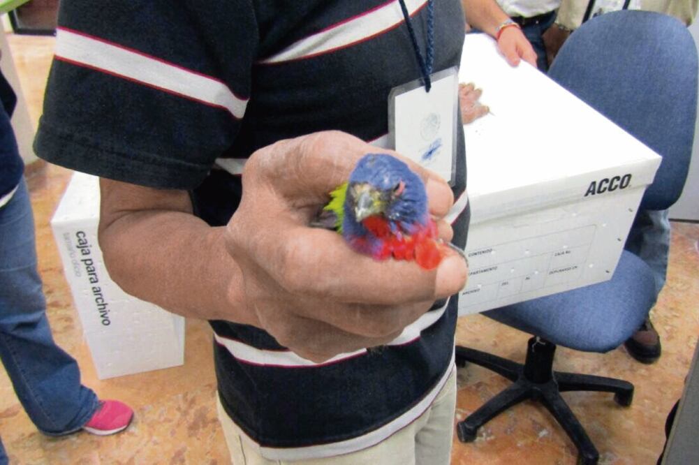 AVES PROTEGIDAS. Los ejemplares decomisados pertenecen a 9 especies, entre las que destacan 73 pechi café, pico gordo y tigrillo. (ESPECIAL)