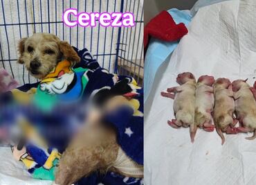 Rescatan a perrita embarazada tras explosión de pipa de gas en Iztapalapa y horas más tarde da a luz a cachorros