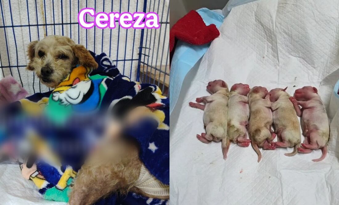 Una perrita embarazada con quemaduras fue rescatada tras el incidente de la explosión de una pipa en Iztapalapa. Foto: Facebook "Huellitas, amor sin fronteras"