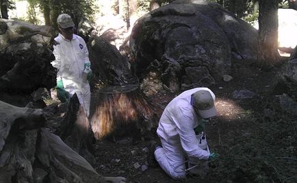 Investigan otro caso de peste en el Parque Yosemite