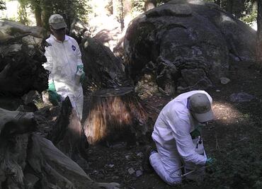 Investigan otro caso de peste en el Parque Yosemite
