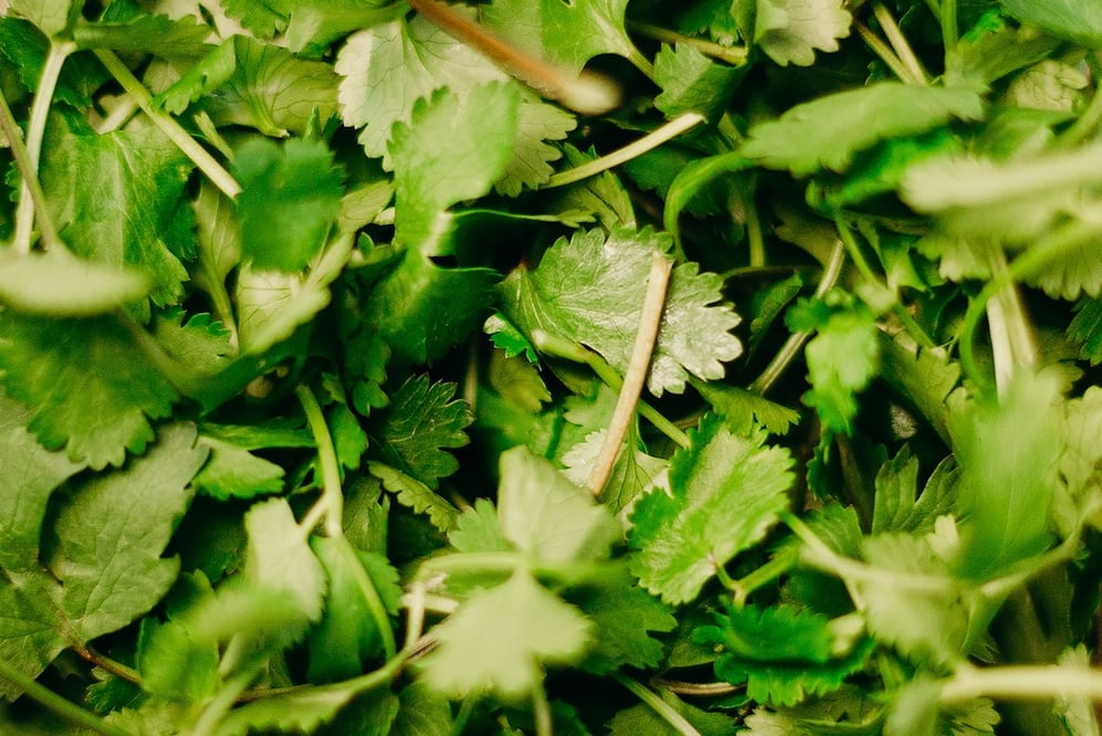El cilantro debe refrigerarse con estos métodos para que se mantenga fresco / Foto: Pexels