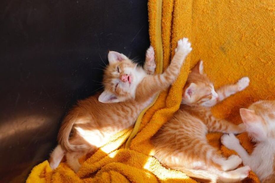 La difícil tarea de elegir el nombre perfecto para nuestro gato naranja. Fuente: Freepik.