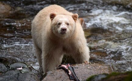 Conmociona muerte y tortura de oso con un tractor en Irán