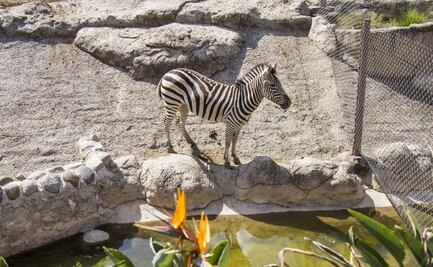 Muere Emily, una cebra del zoológico de San Juan de Aragón