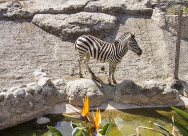 Muere Emily, una cebra del zoológico de San Juan de Aragón