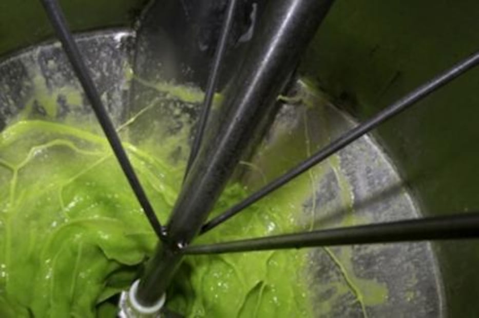 Cerveza de nopal conquista el mercado europeo