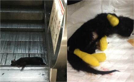 Rescatan a gata de escaleras eléctricas en estación Chabacano