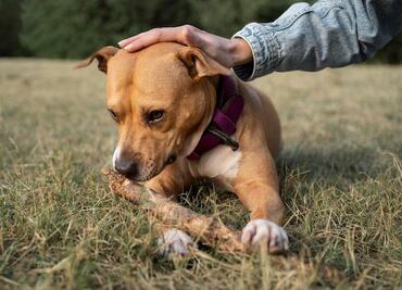 ¿Qué hacer si tu perro come chocolate?