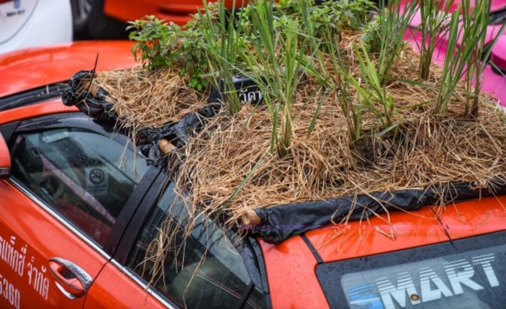 Cientos de autos abandonados se transforman en macetas de cultivo