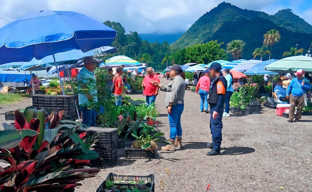 Profepa asegura 150 orquídeas y otras 21 plantas en tianguis de Puebla (05/08/2026). Foto: Especial