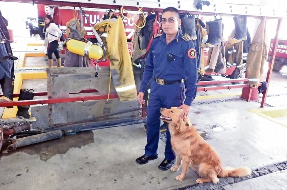 Boris es un perro golden retriever y tiene tres años; vive en la estación de bomberos de Tultepec desde hace dos años y medio, cuando fue donado por una familia a la corporación (JUAN M. BARRERA. EL UNIVERSAL)