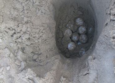 Rescatan mil 246 huevos de tortuga en playa de Tamaulipas