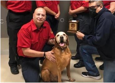 Muere “Titán”, perrito rescatista que salvó 36 vidas en el sismo de 2017; pertenecía al Cuerpo de Bomberos de Guanajuato