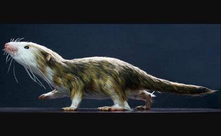 El tamaño fue importante en la evolución de los mamíferos