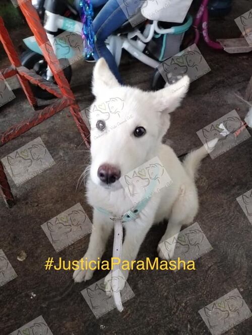 Foto: Ambiente y Vida Animal, A.C.