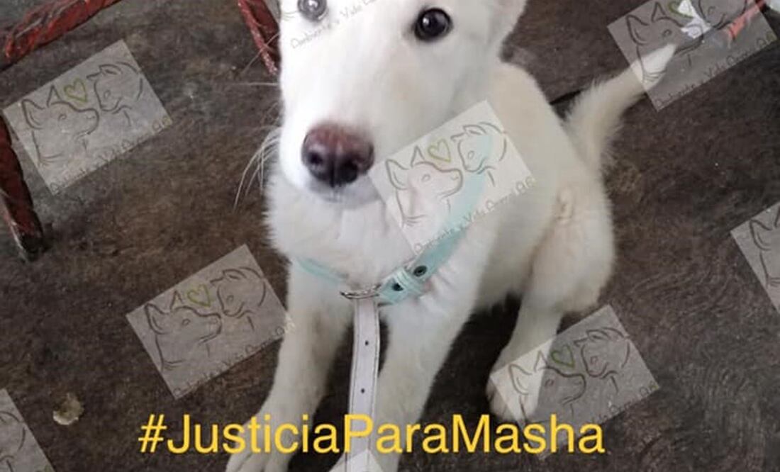 Foto: Ambiente y Vida Animal, A.C.