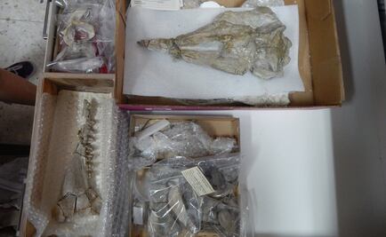 Estudian fósil de un delfín de hace 25 millones de años