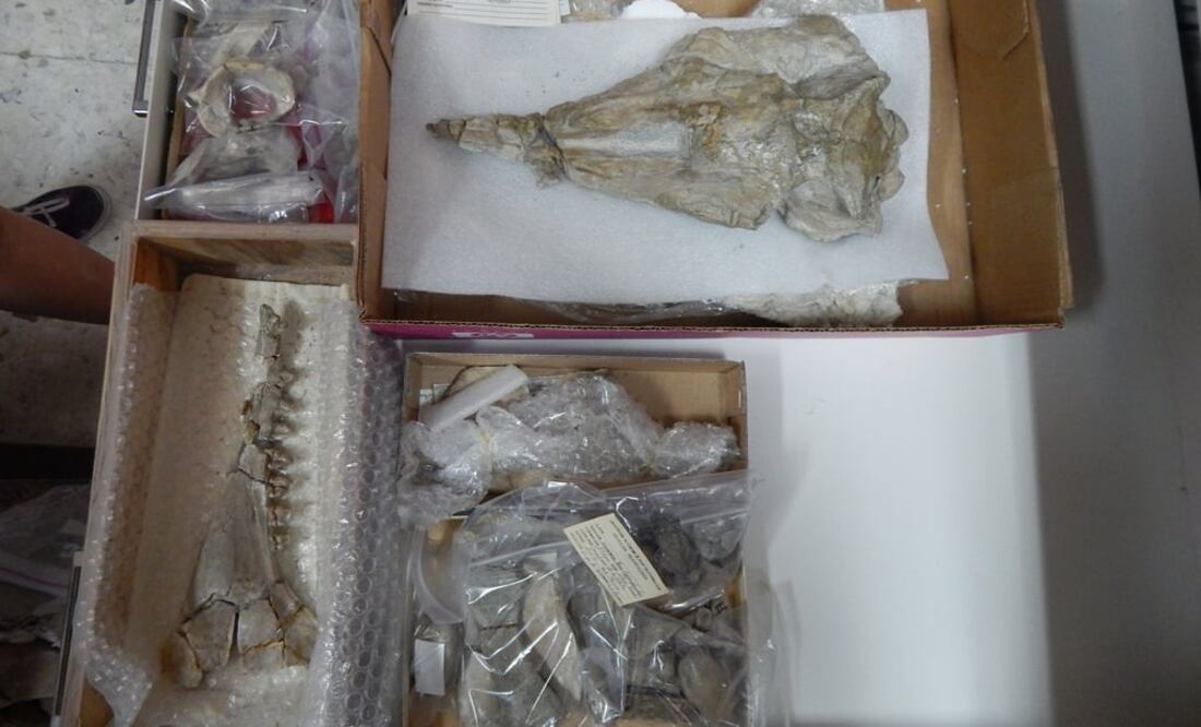 El proyecto tiene como objetivo dar certeza a la clasificación del delfín. (FOTO: Cortesía Conacyt)