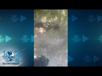 Más de 45 zopilotes mueren en Oaxaca luego de comer carne de perros envenenados