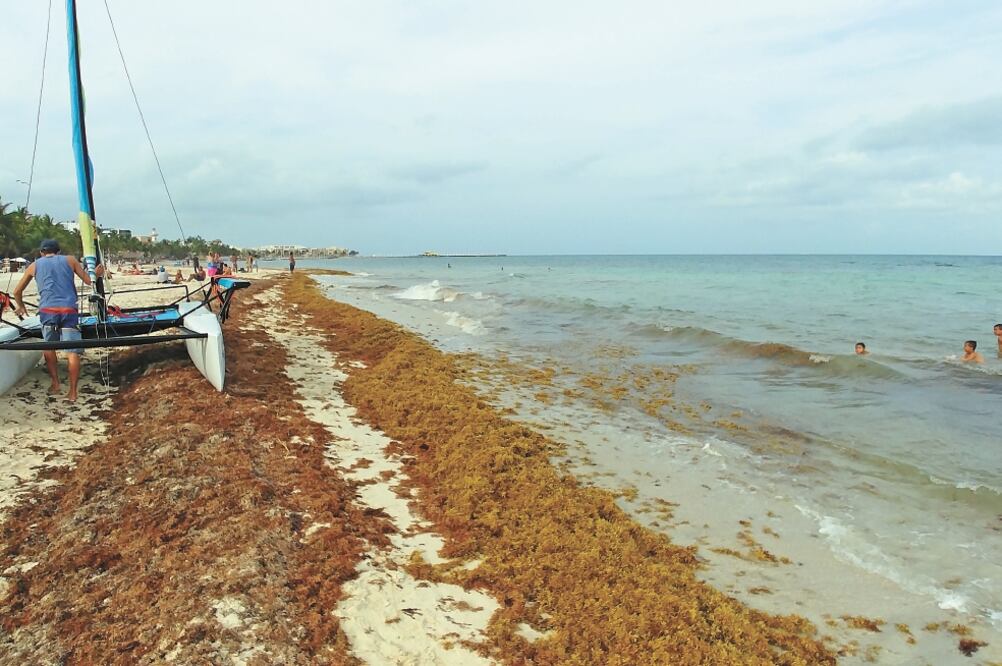 Mitigar efectos. En el encuentro de alto nivel se hará una agenda de cooperación regional para el control del sargazo y la mitigación de sus efectos socio-ambientales. Foto: ADRIANA VARILLAS. EL UNIVERSAL