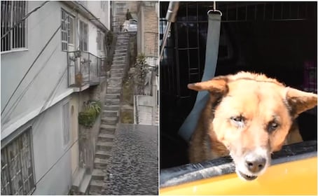 Indignación en Naucalpan: hombre lanza a perro desde escaleras de más de 10 metros. VIDEO