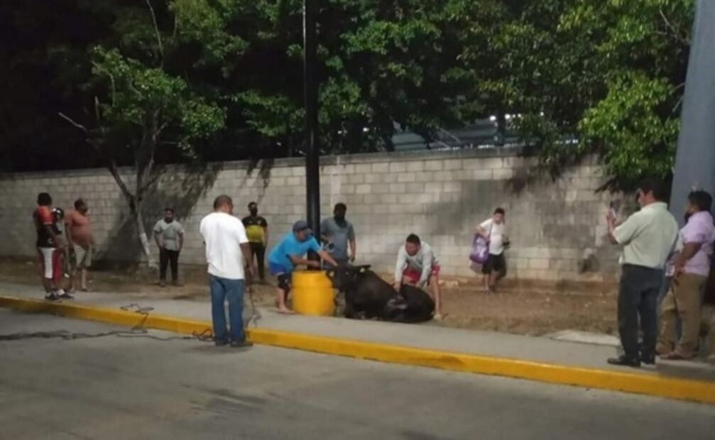 Toro se escapa y pasea en calles de Yucatán; transeúntes se llevan un susto