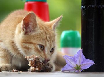 Esto es lo que puede comer un gato en su primer mes de vida