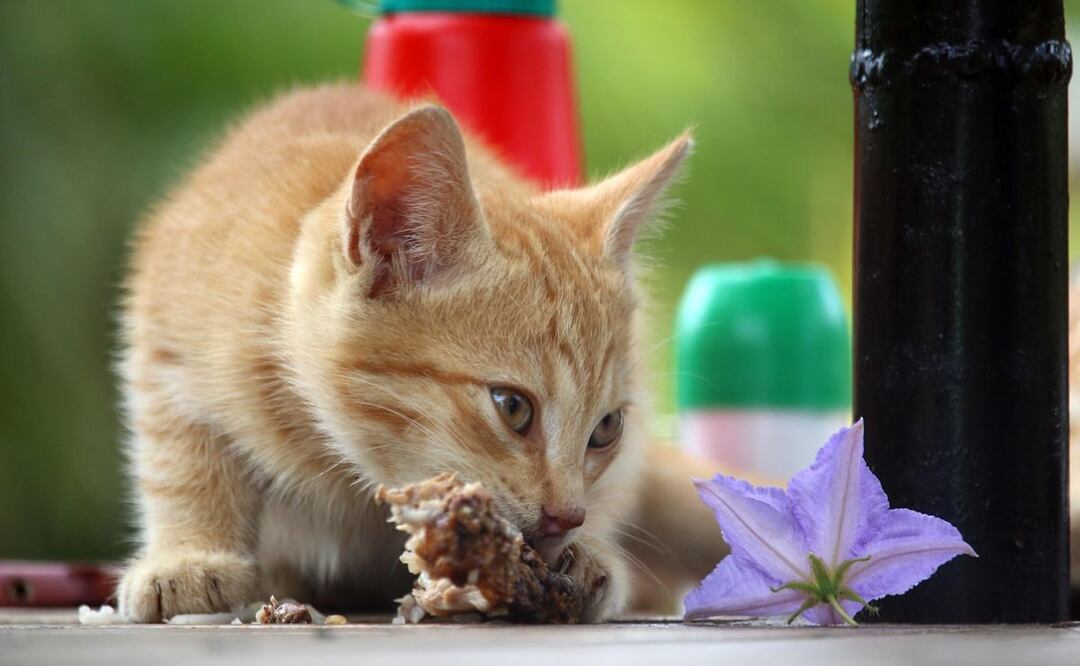 Gatos. Fuente: Pixabay