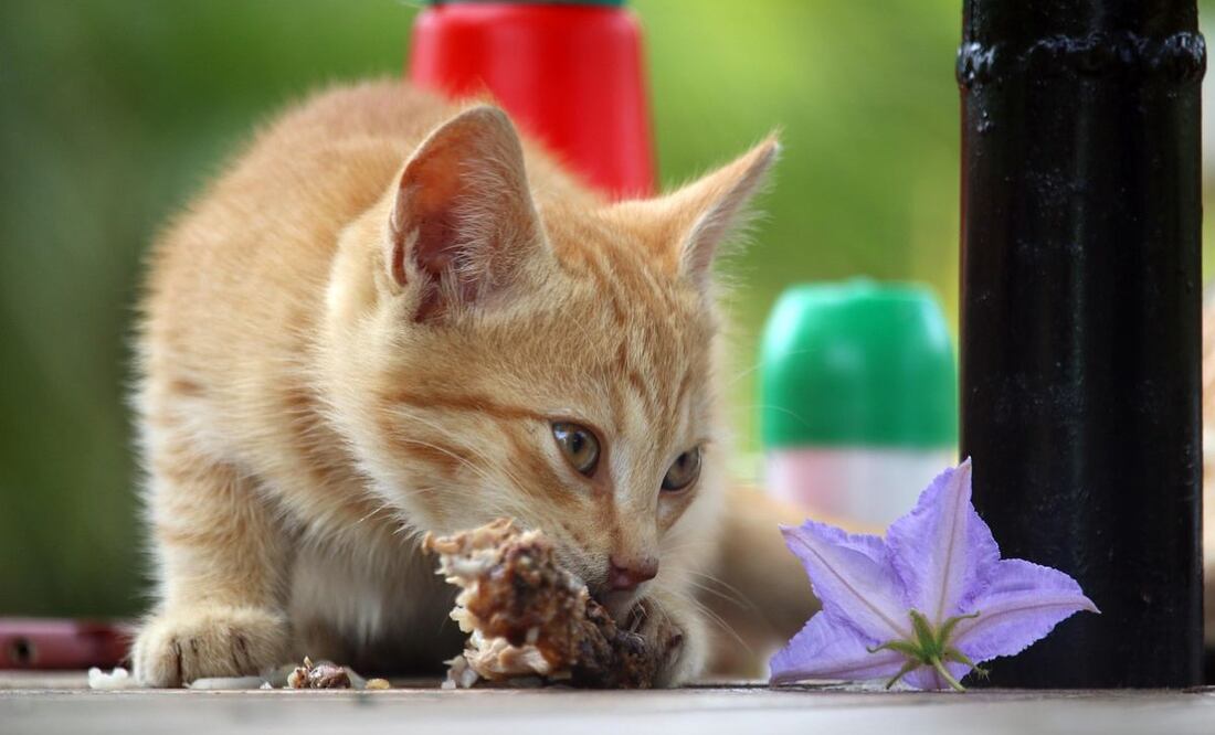 Gatos. Fuente: Pixabay